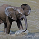 Illustration for article titled DNA testing proves that Africa has two distinct species of elephant